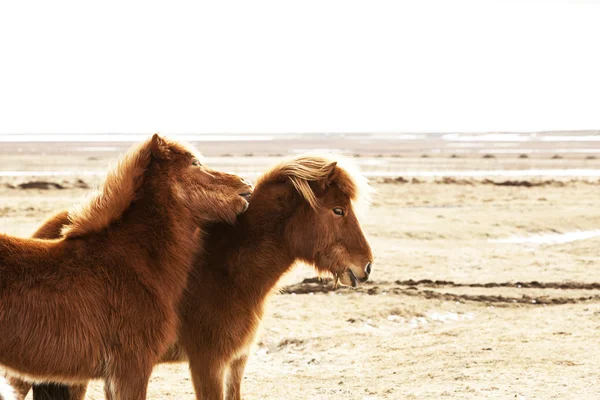 Portrait of two brown Icelandic ponies — Stock Photo, Image