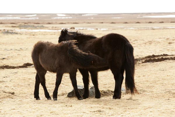 Young Icelandic foal with mother on a meadow — Stock Photo, Image