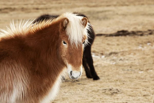 Porträtt av en isländsk ponny med blonda manen — Stockfoto