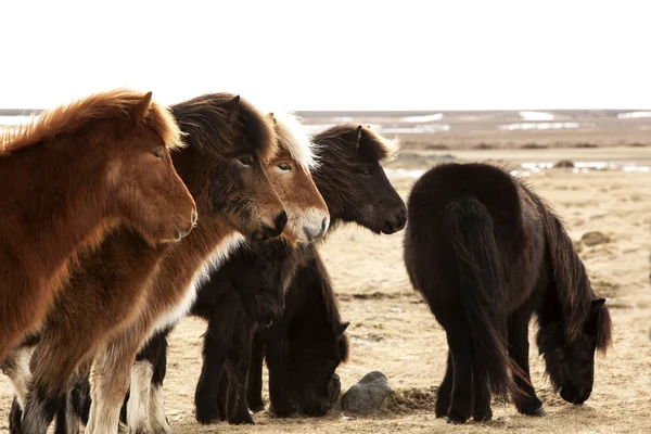 Troupeau de poneys islandais — Photo