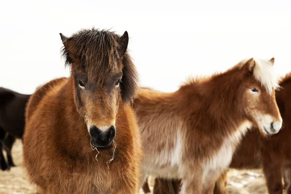 Porträt eines isländischen Ponys mit brauner Mähne — Stockfoto