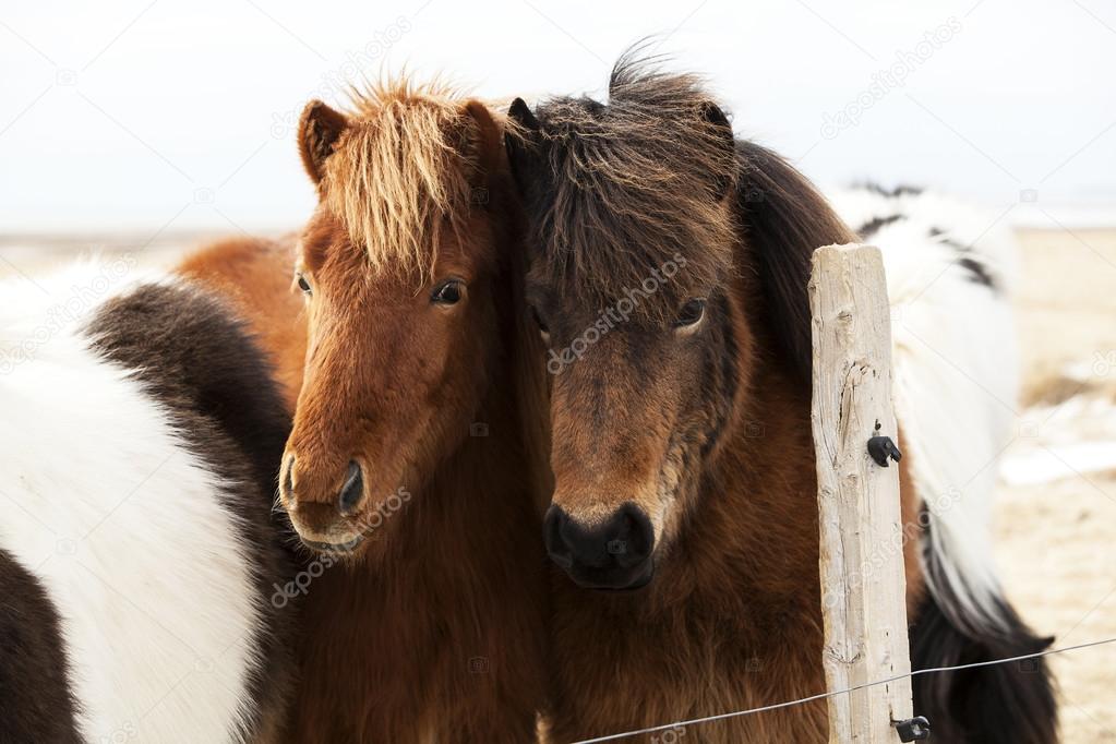 Herd of Icelandic ponies 