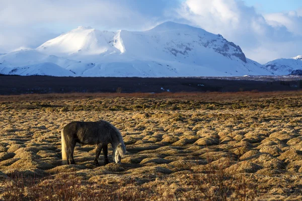 雪山の前でグレーのアイスランドの馬 — ストック写真