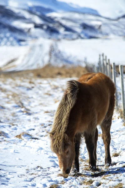 Brown Icelandic horse in front of snowy mountains — Stockfoto