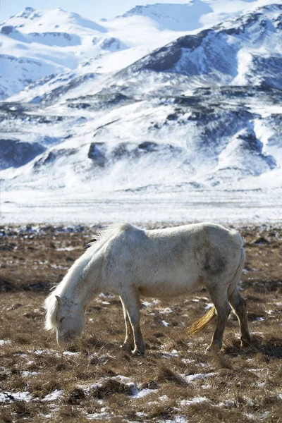 White Icelandic horse in front of snowy mountains — ストック写真