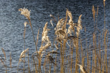 Bir gölde altın sazlar