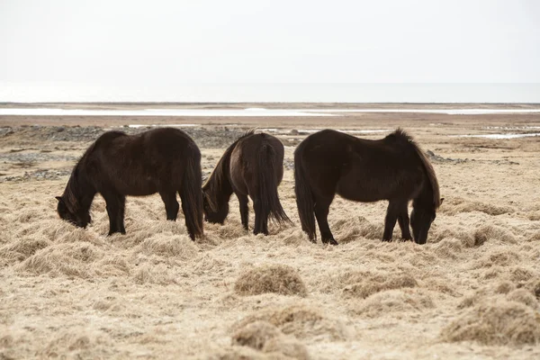Três cavalos islandeses em um prado — Fotografia de Stock