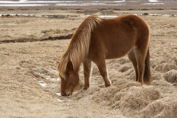 Ісландський коричневий кінь на луг — стокове фото