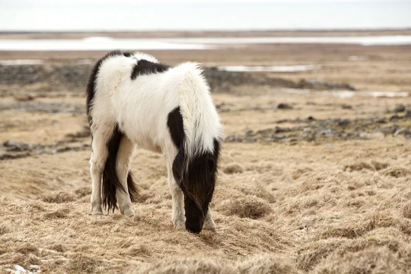 Πορτρέτο του ένα μαύρο και άσπρο άλογο Ισλανδικά — Φωτογραφία Αρχείου
