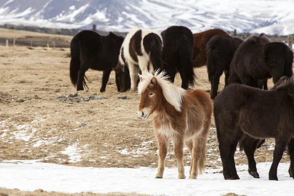 Herd of Icelandic horses in snowy mountain landscape — Stock Photo, Image