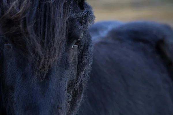 Closeup of a black Icelandic horse — Stock Photo, Image