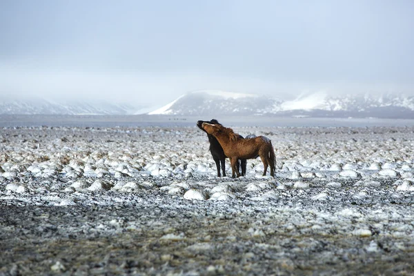 Δύο Ισλανδικά άλογα στο χειμερινό τοπίο — Φωτογραφία Αρχείου