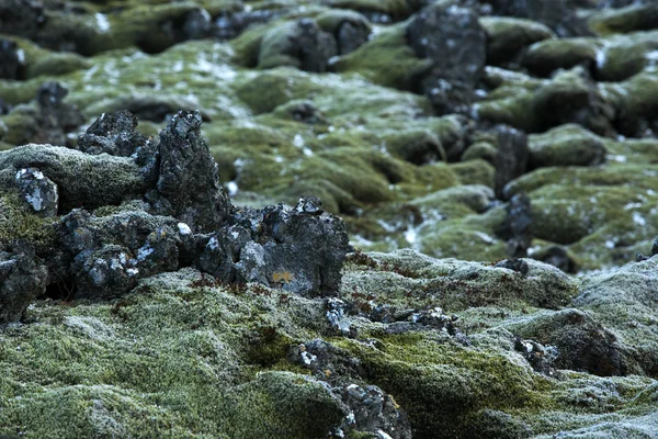 İzlanda'daki volkanik kayaların üzerinde dayanıklı yosun closeup — Stok fotoğraf