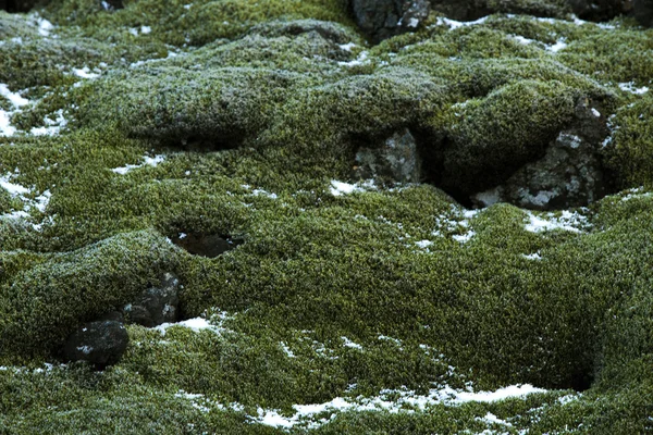 Nahaufnahme von widerstandsfähigem Moos auf Vulkangestein in Island — Stockfoto