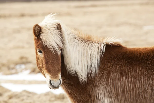 Icelandic horse with blone mane on a meadow — Stock Photo, Image