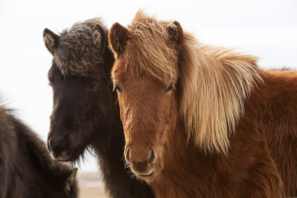 Icelandic horses on a meadow — Stock Photo, Image