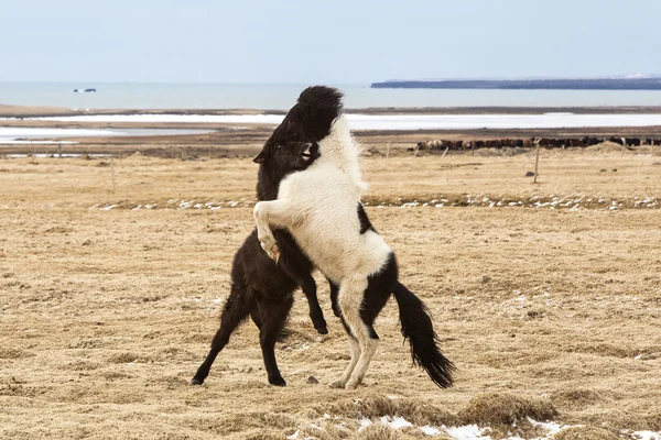 Icelandic horses fighting against each other — Stock Photo, Image