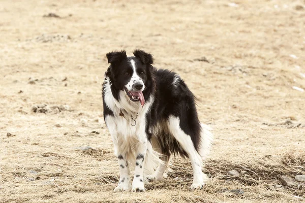 Portrait of an attentive border collie — Stock Photo, Image