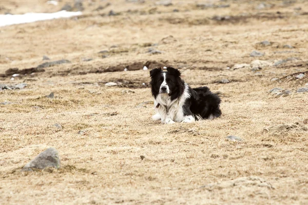 Portrait of an attentive border collie — Stock Photo, Image