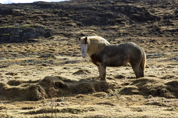 Cavalo islandês em um prado — Fotografia de Stock