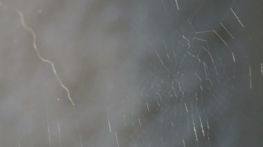 Bir örümcek web closeup