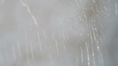 Bir örümcek web closeup
