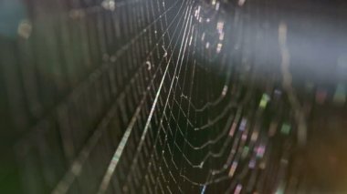 Bir örümcek web closeup