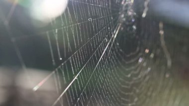 Bir örümcek web closeup