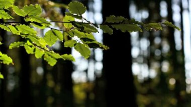 Renkli yeşil benjamin yaprakları Rüzgar