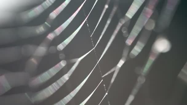 Gros plan d'une toile d'araignées 