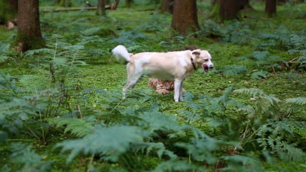 deux chiens dans la forêt