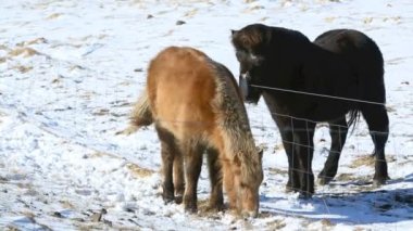 İki İzlanda at üstünde bir çayır