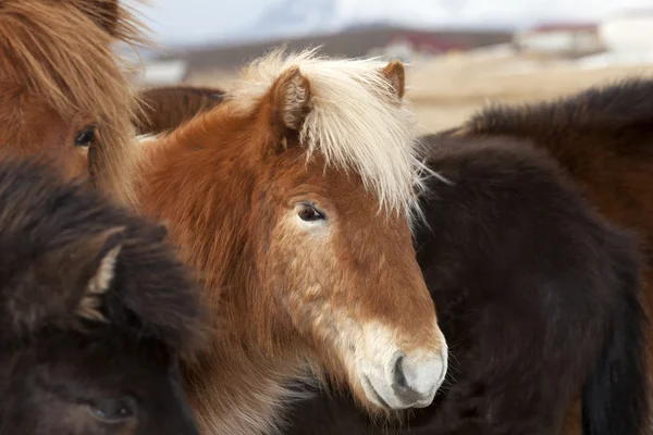 Icelandic horse in a herd — Stock Photo, Image