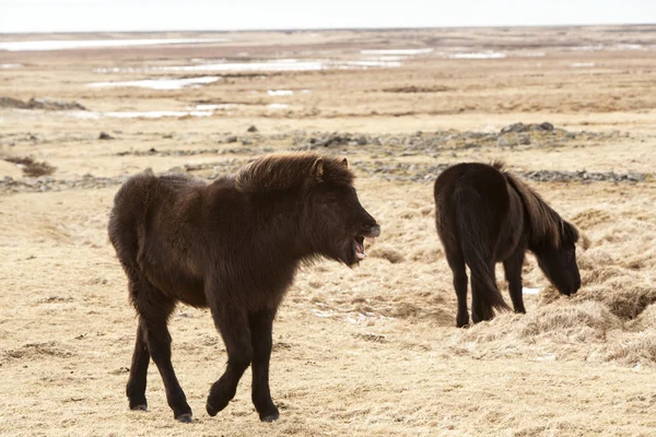 Laughing Icelandic pony on a meadow — Stock Photo, Image