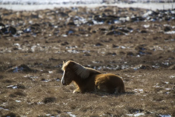 Posa marrone cavallo islandese su un prato in primavera — Foto Stock