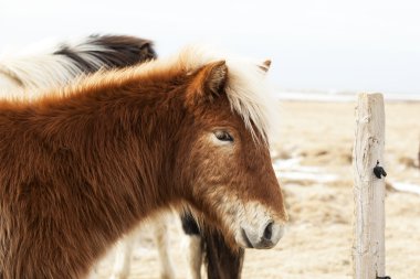 Sarışın yele ile İzlandalı bir midilli portresi