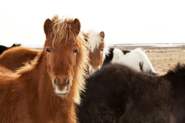 Kahverengi bir yele ile İzlandalı bir midilli portresi