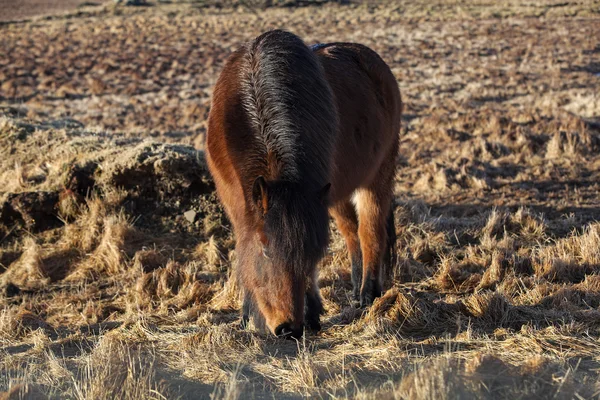 Bruin IJslandse pony op een weide — Stockfoto