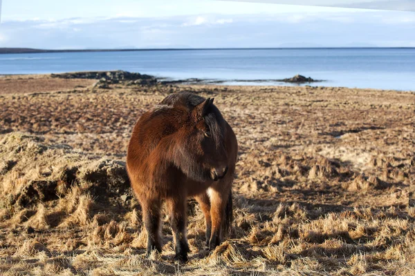 Bruin IJslandse pony op een weide — Stockfoto