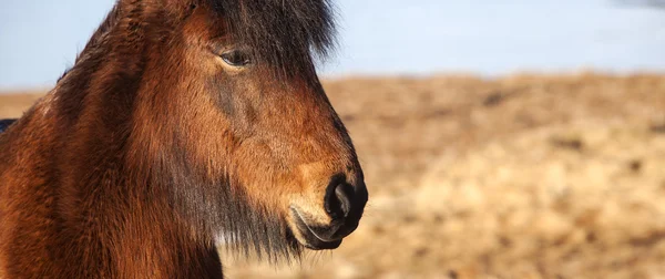 Primo piano estremo di un pony marrone islandese — Foto Stock