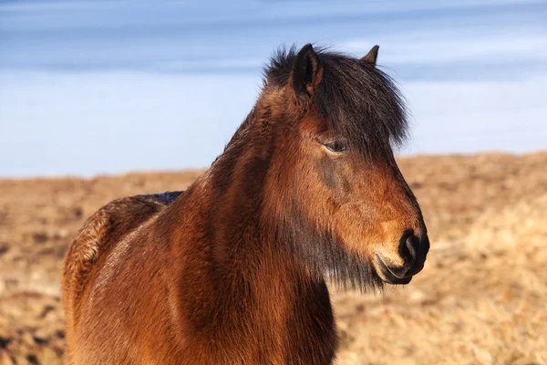 Poney glacé brun sur une prairie — Photo