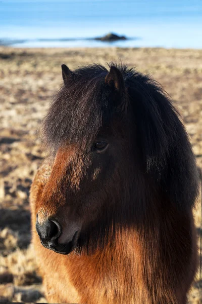 Brun Isländska ponny på en äng — Stockfoto