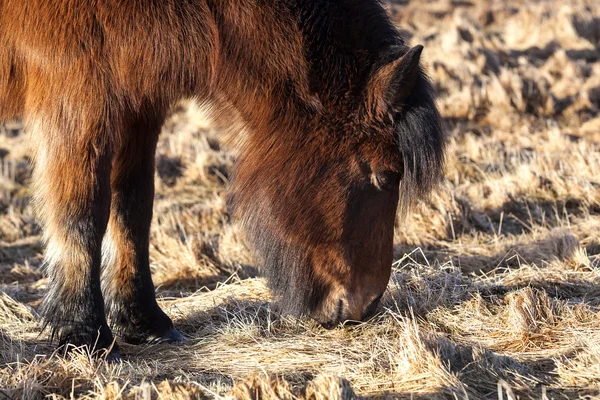 Braunes Islandpony auf einer Wiese — Stockfoto