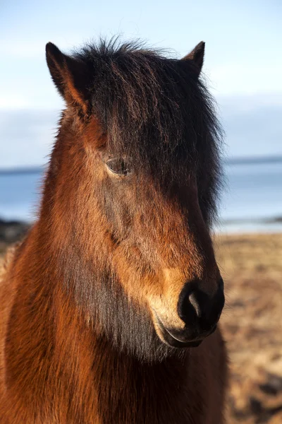 Pony ghiacciato marrone su un prato — Foto Stock