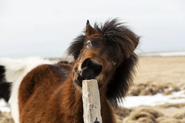 Brun islandez zgârieturi de cal pe gard — Fotografie, imagine de stoc