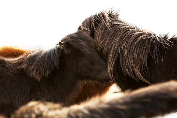 Портрет двух темных исландских пони — стоковое фото