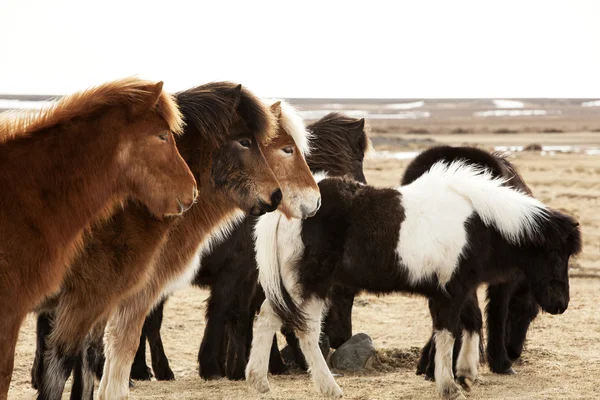 Troupeau de poneys islandais — Photo