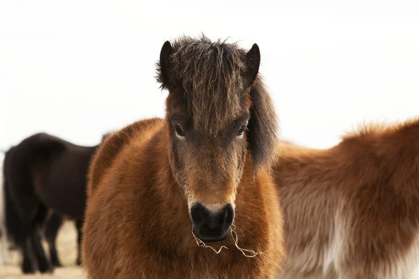 Portrait of an Icelandic pony with a brown mane — Stock Photo, Image