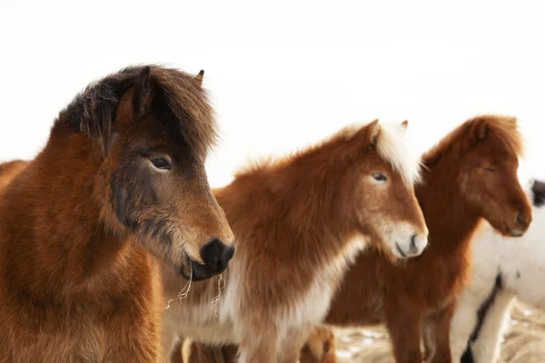 Herde isländischer Ponys — Stockfoto