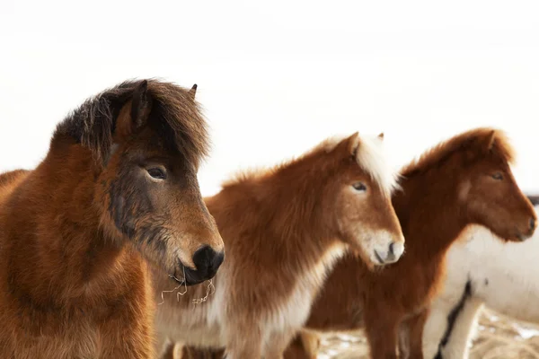Herd of Icelandic ponies — Stock Photo, Image